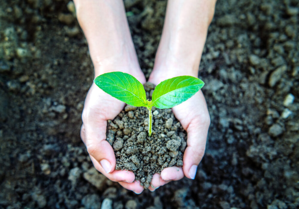 Plant Growing Out of Hands